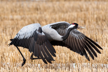 Closeup of Huge Common crane take off. Finnish spring time, many migrant comes after cold winter. There is a little snow on the field. © Joni