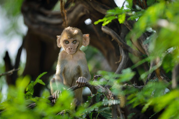 baby monkey in tree