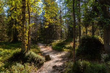 Fototapeta na wymiar Trail in the woods in beautiful verdant Finnish forest. Beautiful finnish nature.