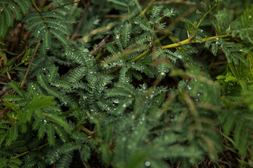 droplets on fern 