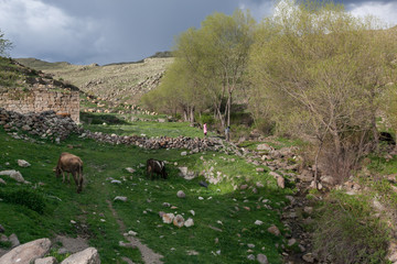 cow grazing at green hills spring 
