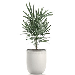 rhapis excelsa palm in a white pot isolated on white background