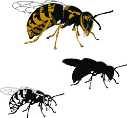 wasp.vector illustration in three variants. silhouette. black and white. color