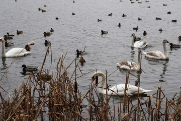A flock of swans near the reeds. Swans and plants in the pond