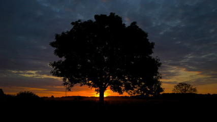 Single tree silhouette with sunrise background 