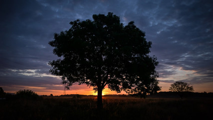 Fototapeta na wymiar Single tree silhouette with sunrise background 