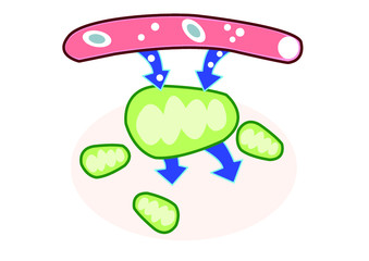 Mitochondrial vector