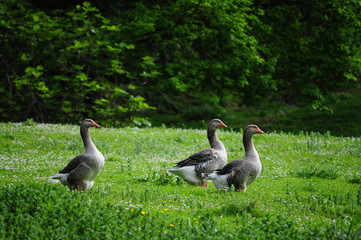Gansos andando en fila sobre la hierba verde