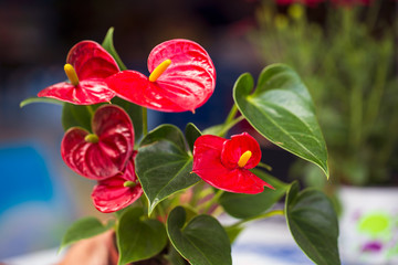 Red anthuriums. Selective focus. Copy space, free space for text, flower card.
