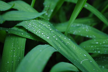 Hojas de planta verde con gotas de rocío 