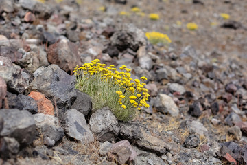close up yellow flowers immortelle Italian sand grows from gray brown stones on a volcano in Greece