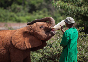 Nairobi, Kenya : Ranger feeding orphaned baby elephant in David Sheldrick Wildlife Trust conservation center  - obrazy, fototapety, plakaty