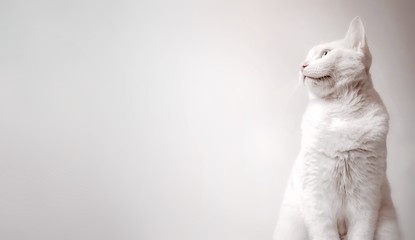 White Cat