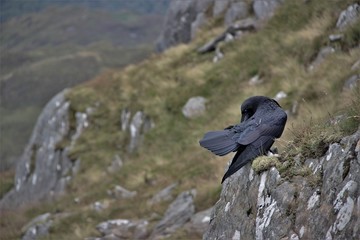 Crow on Munroe