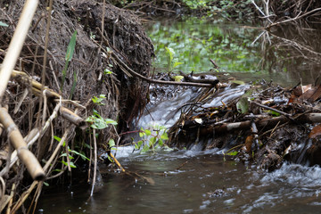 Riachuelo con agua corriente en bosque