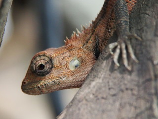 close up of a lizard