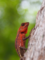 lizard on a tree