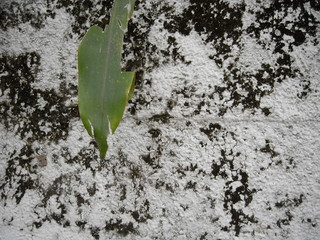 plant, green, nature, leaf, sprout, growth, spring, tree, life