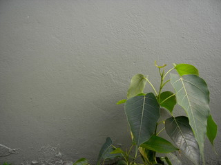 close up ,plant ,painted olive green,background, green, plant, nature, leaf, lake, leaves