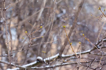 Buds in the snow