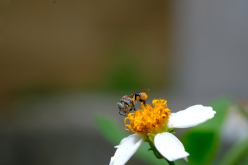 Stingless bee visited the flower for collected the pollen. Insect pollinators 
