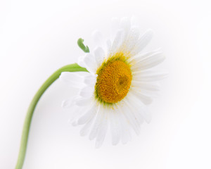 Big daisy on white background. Top view.