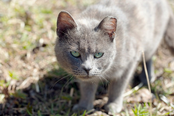 Obraz premium homeless grey cat