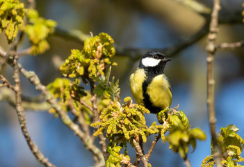 great tit parus major