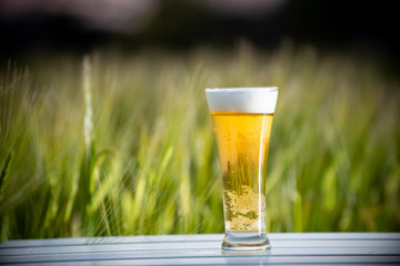 麦畑と生ビール