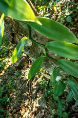 Vaina de la planta de vainilla natural y orgánica creciendo sobre un tronco en la selva en México en la Huasteca Potosina en San Luis Potosí vista superior 

