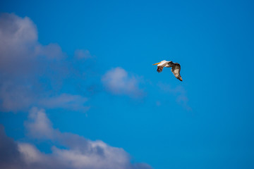 Amazingly beautiful big Dalmatian single pelican flying with big span of wings. Clear winter blus sky over Porto Lagos, Northern Greece. Picturesque frozen moment of Nature