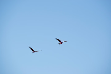 two galah flying high in the sky