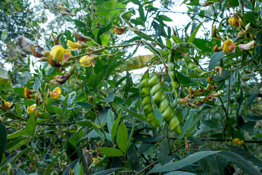 Arbusto de vaina natural nativa floreando en la selva en M&eacute;xico con flores amarillas y rosas