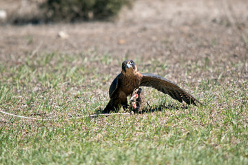 the Australian hobby falcon has its wing out to hide its prey
