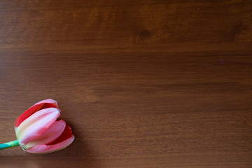 Pink tulip on wooden background. Copy space