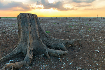 Tree stump in the parched lake with sunset sky