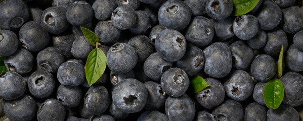 Fresh blueberries background with copy space for your text.  Vegan and vegetarian concept. Macro texture of blueberry berries. Summer healthy food.