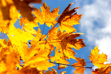 Naklejka na ściany i meble yellow red maple leaves against the blue sky autumn