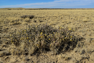 (Cylindropuntia versicolor) Prickly cylindropuntia with yellow fruits with seeds. Arizona cacti, USA