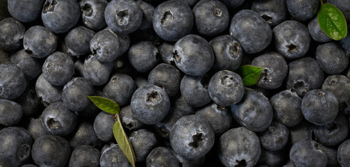 Fresh blueberries background with copy space for your text.  Vegan and vegetarian concept. Macro texture of blueberry berries. Summer healthy food.