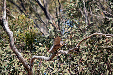 the kestrel is about to take off
