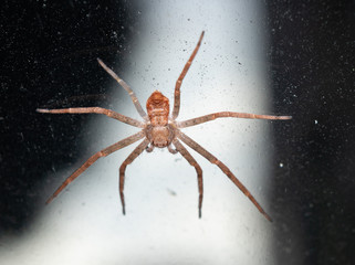 Pequeña araña marrón en cristal