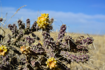 (Cylindropuntia versicolor) Prickly cylindropuntia with yellow fruits with seeds. Arizona cacti, USA