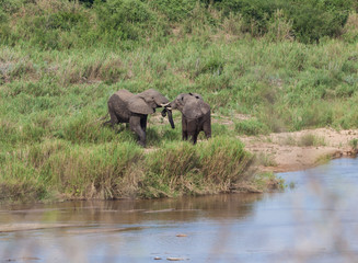 Naklejka na ściany i meble Elephant fight on the bank of river Limpopo 