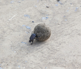 Beetle with sand mud ball