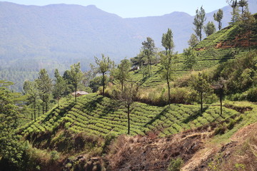 Fototapeta na wymiar Plantations de thé Nuwara Eliya Ella Sri Lanka