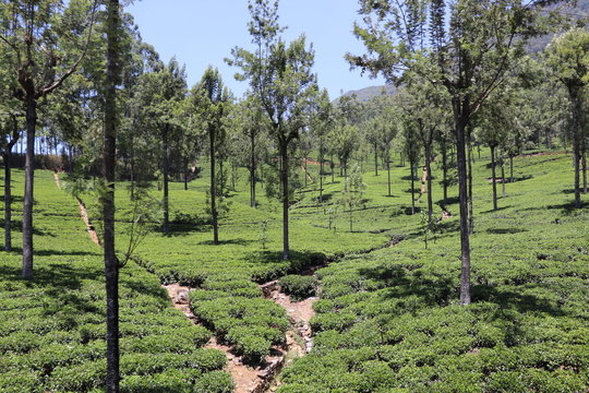 Plantations de thé Nuwara Eliya Ella Sri Lanka