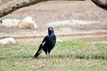 the magpie is on the ground looking for bugs to eat