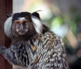 the common maemoset is black, grey and white