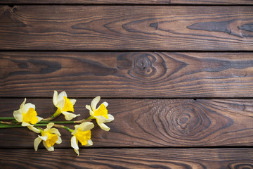 yellow narcissus  on dark wooden background